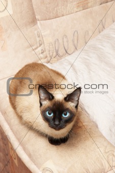 Siamese cat on the background of analogous color.