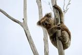 Wild Koala up a tree