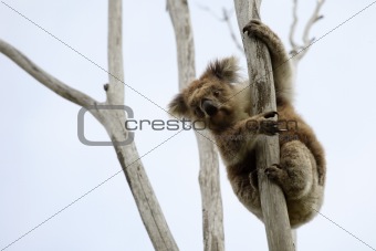 Wild Koala up a tree