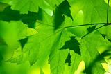 Green maple leaves macro