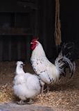 Rooster and chick