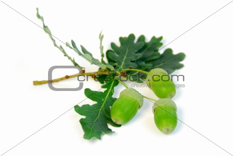 Acorns oak branch