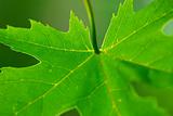 Green leaf maple