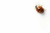 isolated ladybug crawling