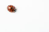 isolated ladybug