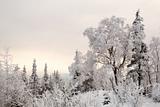 Wonderland quiet winter frozen forest 