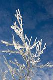 Winter branches with snow against blue sky  with clouds #17