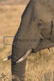 Elephant feeding portrait