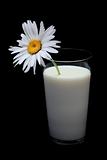Daisy in glass of milk