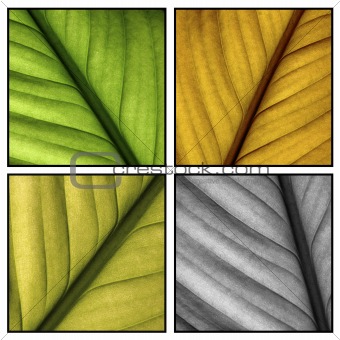 Autumn leaf details