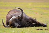 Sleeping Buffalo