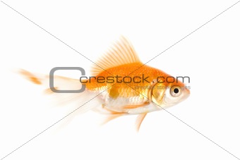 Goldfish over white