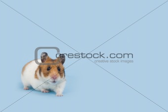 Hamster over pale blue background