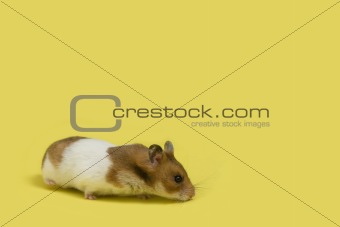Hamster over yellow background
