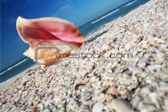 Conch on Shore