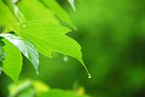Green leaf rain