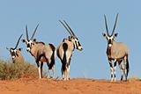 Gemsbok antelopes