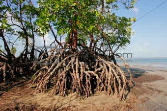 Mangrove  tree