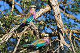 Lilac breasted roller pair