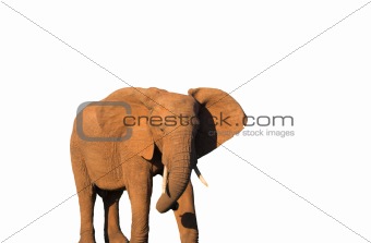 Elephant Isolated