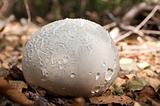 mushroom Sclerodermataceae.