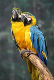 Yellow Blue Macaw.