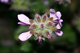 Lilac pod flower