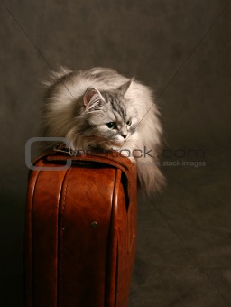 Cat on a suitcase