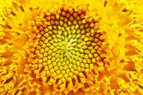 Macro of sunflower