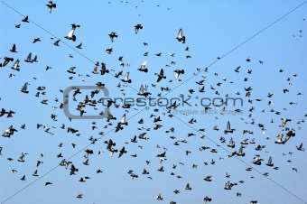 Fly doves