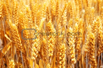Wheat