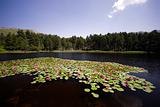 Beauty Spot with Water Lilies