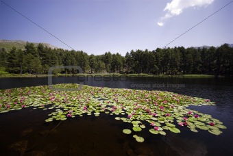 Beauty Spot with Water Lilies