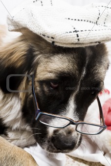dog with spectacle 