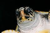 Loggerhead  turtle