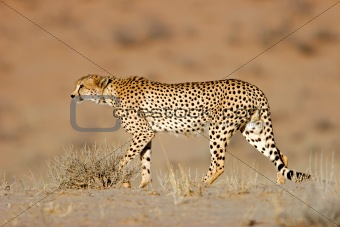 Stalking Cheetah