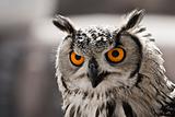 Hypnotic owl