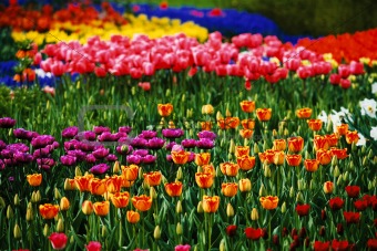 colorful Tulips