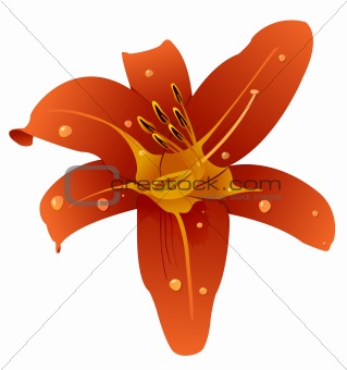 Vector illustration of a beautiful orchid