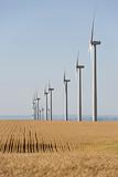 wind turbines in wheat fields