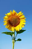 sun flower isolated over blue sky