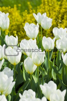 White tulips in the park