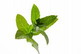 Fresh green leaves of mint