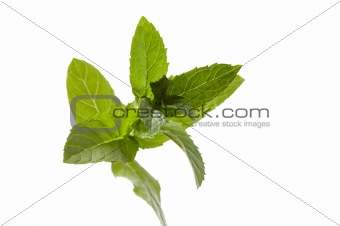 Fresh green leaves of mint