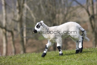 lamb running