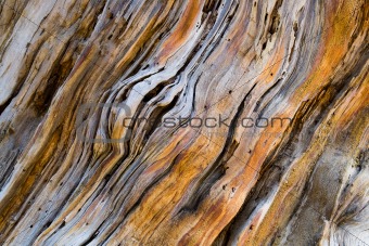Old pine tree wooden texture