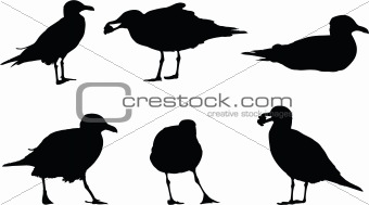 Seagulls silhouettes