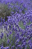 english lavender in blossom nature field