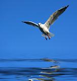 flying seagull over water