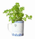 growing  parsley in a mug